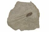Seed Fossil - Green River Formation, Utah #237536-1